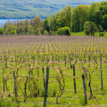 Vineyards along Seneca Lake - Spring