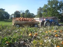 Pumpkin Harvesting
