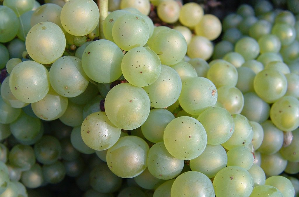 An introduction to chardonnay grape